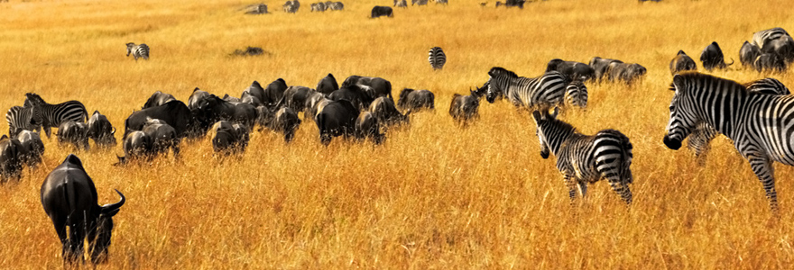 Safari en Tanzanie