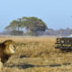 safari sur mesure