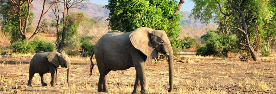 le Parc National du Sud Luangwa