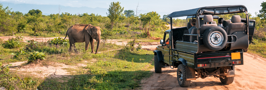 Planifier son voyage safari de luxe